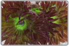 Whisker Coral
